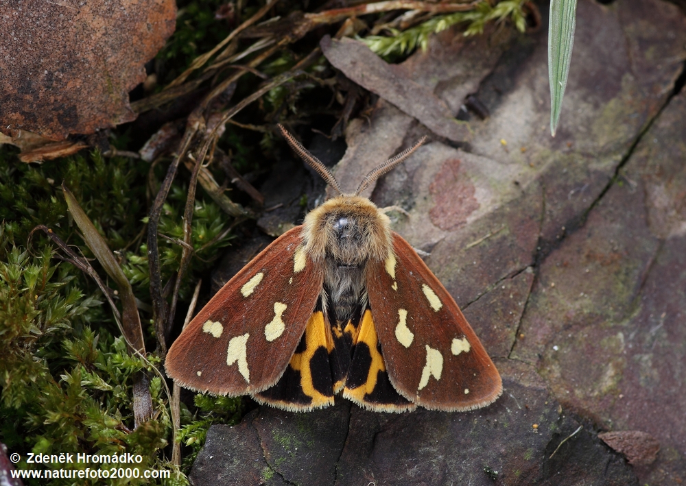 přástevník užankový, Hyphoraia aulica (Linnaeus, 1758) (Motýli, Lepidoptera)